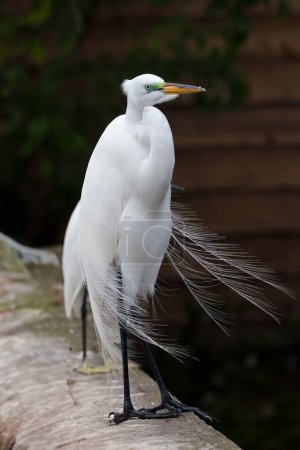 Close up shot of Great white Egret on the fence in Florida.