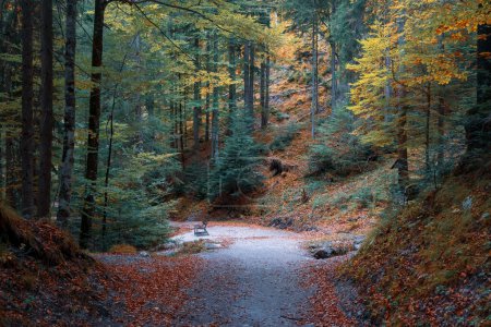 Téléchargez les photos : Scenic autumn trail landscape along Eibsee lake in Bavaria, Germany - en image libre de droit