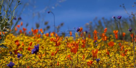 Téléchargez les photos : Close up view of colorful wildflowers , Golden poppies at Diamond valley lake, California, selective focus.against blue sky - en image libre de droit