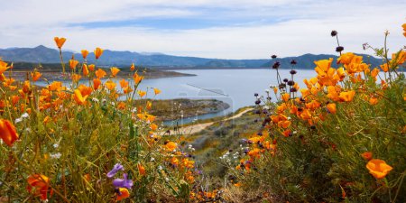 Téléchargez les photos : Close up view of colorful wildflowers , Golden poppies at Diamond valley lake, California, selective focus. - en image libre de droit
