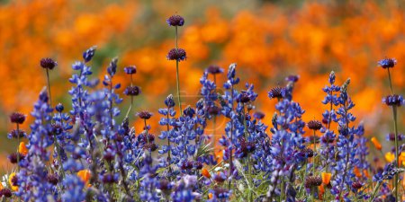 Téléchargez les photos : Close up view of colorful wildflowers , Golden poppies at Diamond valley lake, California, selective focus. - en image libre de droit