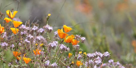 Téléchargez les photos : Close up view of colorful wildflowers , Golden poppies at Diamond valley lake, California, Selective focus. - en image libre de droit