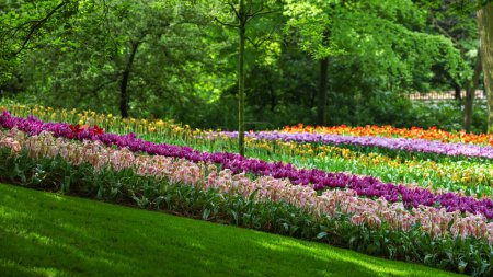 Téléchargez les photos : Scenic Keukenhof gardens panoramic view in the Netherlands during spring time. - en image libre de droit