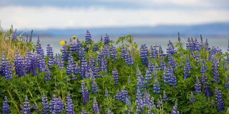 Panoramablick auf wunderschöne Lupinenblumen in der isländischen Landschaft.