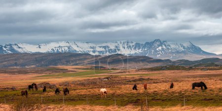 Téléchargez les photos : Scenic panoramic landscape of mountains, meadow and horses grazing in Iceland countryside. - en image libre de droit