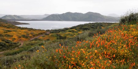 Téléchargez les photos : Field of Golden poppy flowers in Antelope Valley, California during spring time. - en image libre de droit