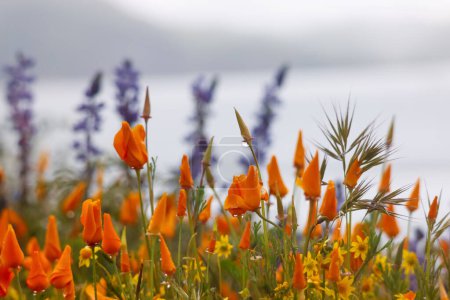Téléchargez les photos : Fleures sauvages de pavot de Californie au lac Diamond Valley, foyer sélectif. - en image libre de droit