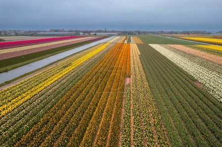 Luftaufnahme von bunten Tulpen, Hyazinthen und Narzissenfeldern in den Niederlanden.