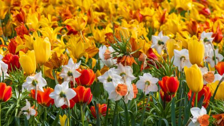 Téléchargez les photos : Colorful Tulips and Daffodil flowers in the field. - en image libre de droit