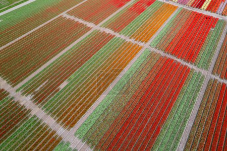 Luftaufnahme heller, bunter Tulpenfelder, die im Muster in den Niederlanden wachsen.