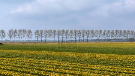 Paisaje de Holanda Noordoostpolder con hilera de árboles a lo largo de campos de tulipanes.