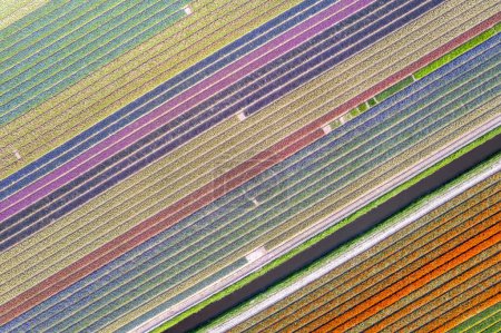 Téléchargez les photos : Aerial view of colorful Tulips and Hyacinth fields diagonal pattern during spring time in the Netherlands. - en image libre de droit