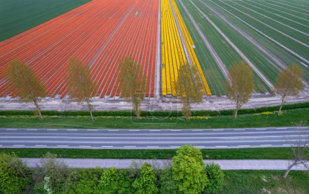 Malerische Landschaft mit bunten Tulpenfeldern in voller Blüte am Straßenrand in den Niederlanden.