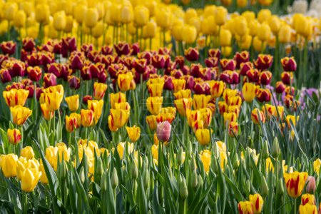 Téléchargez les photos : Scenic view of colorful Tulip flowers in world famous Keukenhof gardens, Netherlands. - en image libre de droit