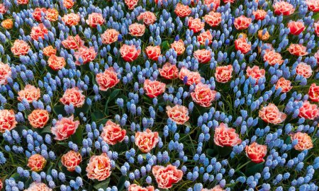 Téléchargez les photos : Bed of pink tulip flowers in the middle of Hyacinths - en image libre de droit