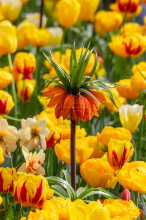 Téléchargez les photos : Close up view of Fritillaria imperialis flower also known as Red crown Imperials in the middle of Tulip flowers. - en image libre de droit