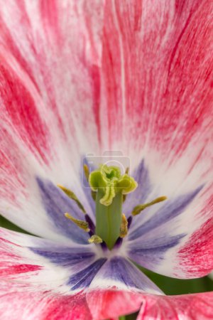 Téléchargez les photos : Close up view of pink and purple color tulip flower details.selective focus. - en image libre de droit