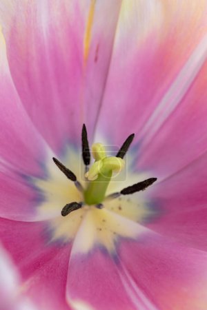 Close up view of pink and purple color tulip flower details.selective focus.