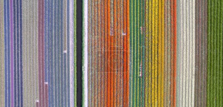 Luftaufnahme von Reihen von bunten Tulpen- und Hyazinthenfeldern während des Frühlings in der niederländischen Landschaft.