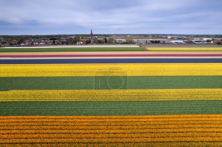 Luftaufnahme von Zwiebelfeldern mit bunten Tulpen, Hyazinthen und Narzissen in den Niederlanden während des Frühlings.