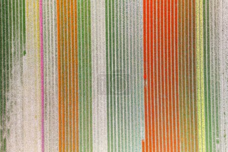 Téléchargez les photos : Vue aérienne des champs de fleurs de tulipes de couleur orange, verte et jaune au printemps aux Pays-Bas. - en image libre de droit