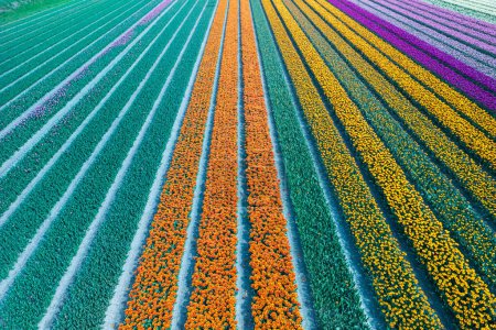 Téléchargez les photos : Vue aérienne des champs de fleurs de tulipes de couleur verte, orange et jaune au printemps aux Pays-Bas. - en image libre de droit
