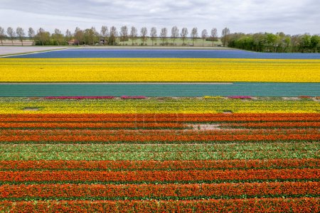 Arial view of bulb fields of bright colorful Tulips, Hyacinths and Daffodil in the Netherlands during spring time.