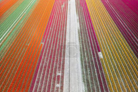 Aerial view of orange, green, magenta, yellow Tulip flower fields during spring time in the Netherlands.