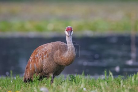 Close up shot of Sand hill crane by the lake.