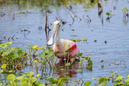 Schöne Roseate Löffler Vogel in Orlando Feuchtgebiete Sümpfe Jagd auf Fische.