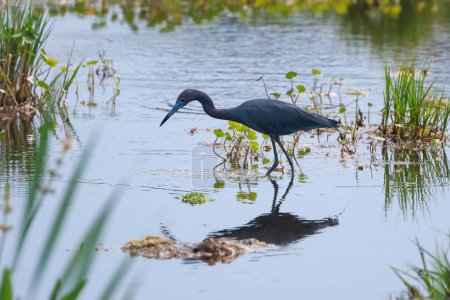 Petit Héron Bleu oiseau dans le lac de chasse pour les poissons dans les terres humides Orlando, Floride.