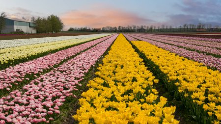 Téléchargez les photos : Vue aérienne des champs de fleurs de tulipes roses, orange et jaunes au printemps aux Pays-Bas. - en image libre de droit
