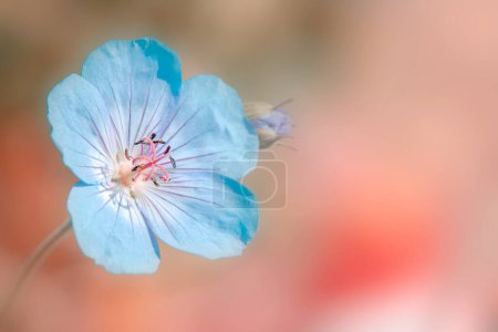 Close up view of Geranium Rozanne flower with shallow depth of field. soft focus.