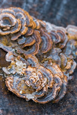 Close up view of dried Turkey tail mushroom on a tree. Selective focus.