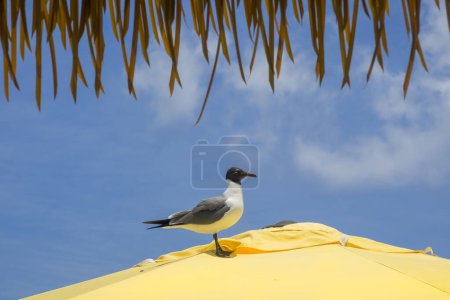 Laughing Gull on the yellow umbrella against blue sky.