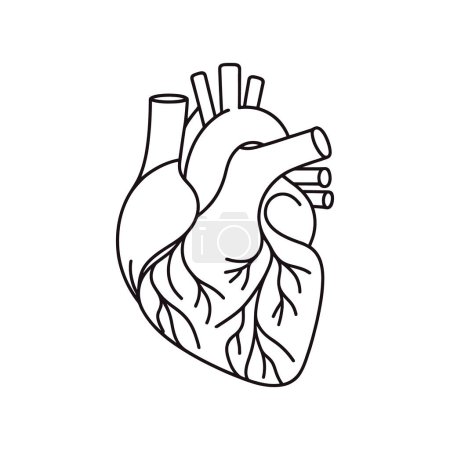 Illustration for Human heart drawn with a line. Vector illustration. - Royalty Free Image