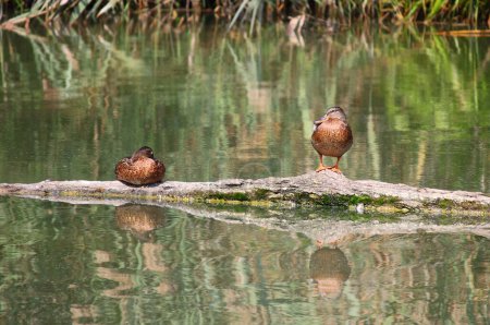 Photo for Wild ducks resting on a log inside a pond - Royalty Free Image