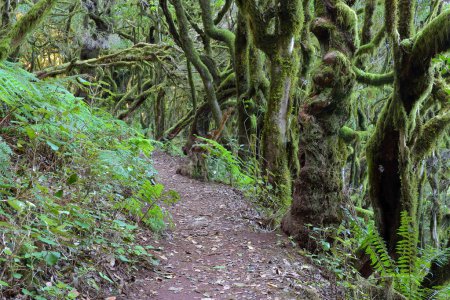 Téléchargez les photos : Laurel forest and its tangle of moss covered trunks and branches in Garajonay National Park, La Gomera, Canary Islands, Spain - en image libre de droit