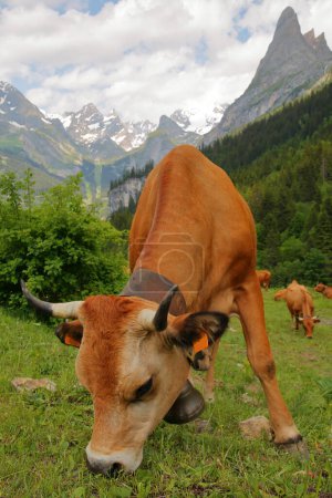 Téléchargez les photos : Une vache broutant sur une prairie située au-dessus de Pralognan la Vanoise, Parc National de la Vanoise, Alpes du Nord, Tarentaise, Savoie, France, avec les sommets (Grande Casse et Grand Marchet à droite) en arrière-plan - en image libre de droit