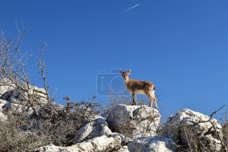An Iberian Alpine Ibex (Capra Pyrenaica) in the National Park Torcal de Antequera, Malaga province, Andalusia, Spain