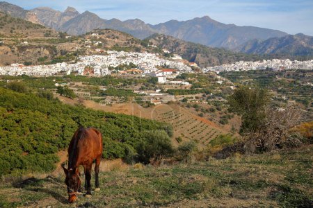 General view of the village Frigiliana, Axarquia, Malaga province, Andalusia, Spain, with surrounding mountains (National Park Sierra de Tejada, Almijara y Alhama)  and with a horse in the foreground