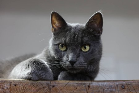 Photo for Grey british cat with green eyes - Royalty Free Image