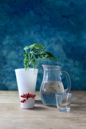 una naturaleza muerta con una jarra de agua, Monstera Adansonia en un jarrón blanco y grosella roja en un recipiente blanco