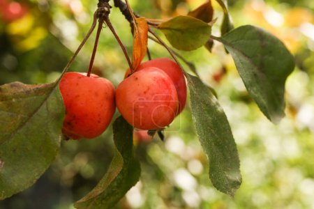 Téléchargez les photos : Malus prunifolia, pomme de crabe à plumleaf, pomme à feuilles de prunier, pomme de poire, pomme chinoise et pomme de crabe chinoise ferment dans le jardin d'automne - en image libre de droit