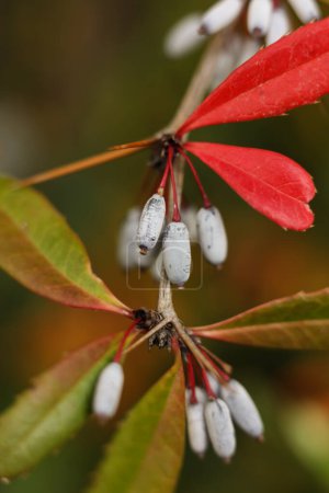 Téléchargez les photos : Une macro d'automne Berberis julianae, l'épine-vinette ou épine-vinette chinoise dans le jardin - en image libre de droit