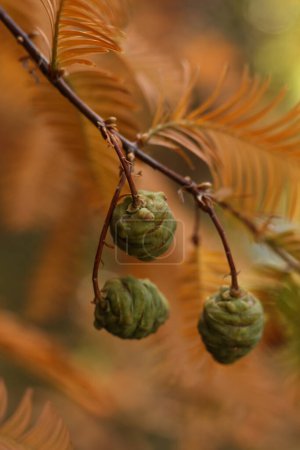 Téléchargez les photos : Un gros plan de Metasequoia glyptostroboides, Bois rouge aube, Sapin d'eau dans le jardin d'automne - en image libre de droit