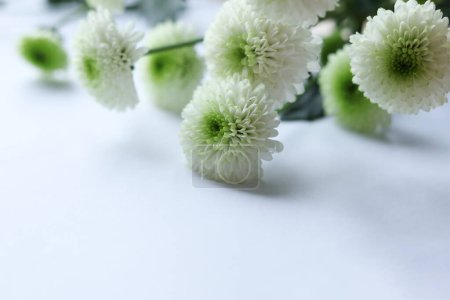 Photo for White chrysanthemum flowers on a white background. Copy space. - Royalty Free Image