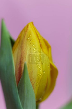 Photo for Yellow tulip with water drops on the petals on a pink background - Royalty Free Image