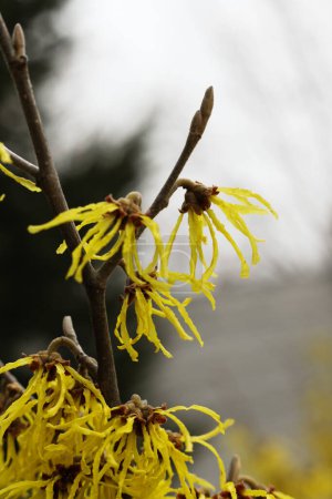 Foto de Bruja avellana amarillo hermosas flores florecen principios de primavera. - Imagen libre de derechos