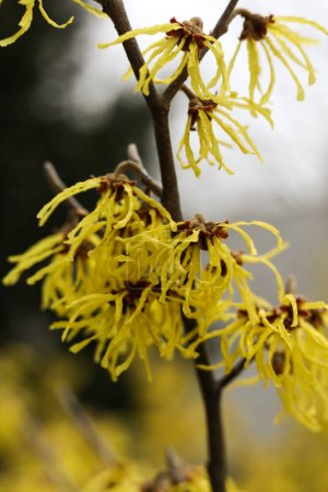 Sorcière noisette jaune belles fleurs fleurissent au début du printemps.  